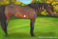 Horse Color:Bay Frame Appaloosa 