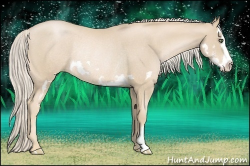 Horse Color:Palomino Pearl Splash Frame Rabicano 