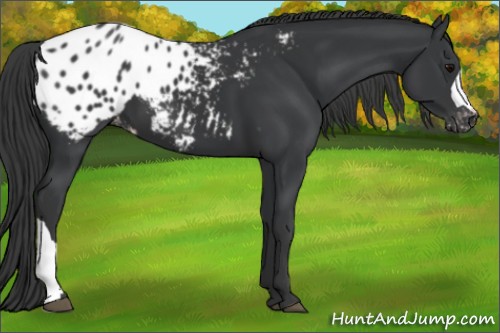 Horse Color:Black Appaloosa 