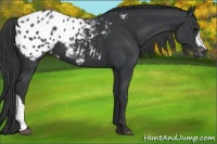 Horse Color:Black Appaloosa