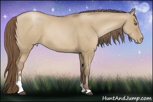 Horse Color:Grullo Pearl Sabino