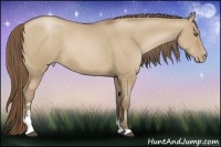 Horse Color:Grullo Pearl Sabino