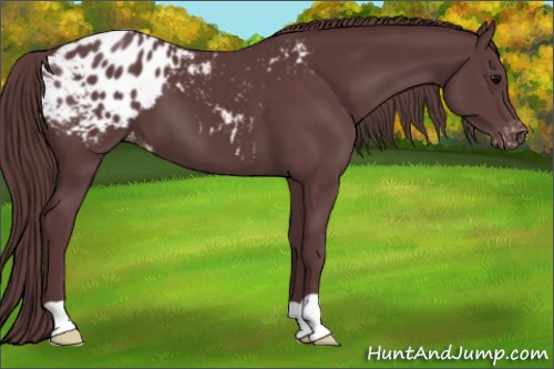 Horse Color:Chocolate Black Appaloosa