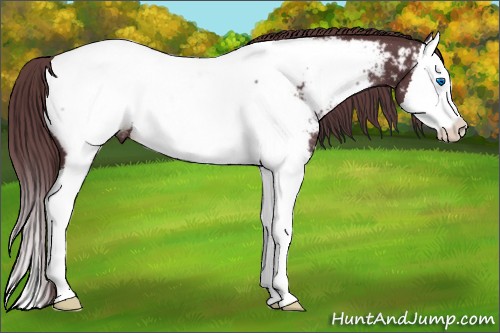 Horse Color:Chocolate Black Splash Appaloosa 