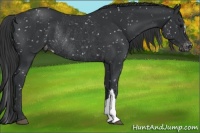 Horse Color:Black Appaloosa Rabicano 