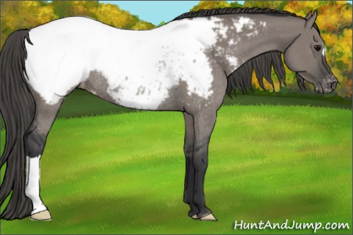 Horse Color:Grullo Appaloosa Rabicano 
