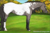 Horse Color:Grullo Appaloosa Rabicano