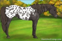 Horse Color:Smoky Black Appaloosa 