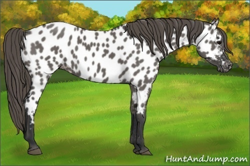 Horse Color:Grullo Appaloosa 