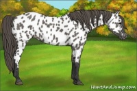 Horse Color:Grullo Appaloosa