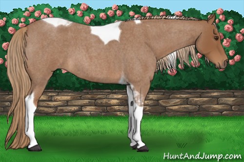 Horse Color:Red Roan Tobiano 