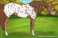 Horse Color:Chestnut Frame Appaloosa 