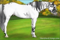 Horse Color:Black Sabino Frame Near Leopard 