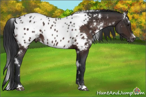 Horse Color:White Spotted Brown Appaloosa 