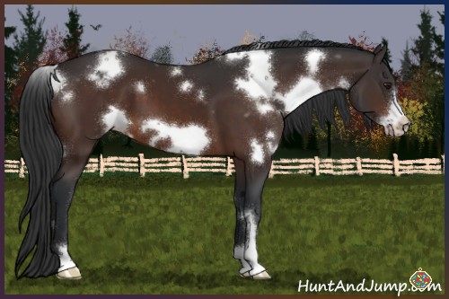 Horse Color:White Spotted Brown Frame Appaloosa 