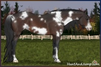 Horse Color:White Spotted Brown Frame Appaloosa 