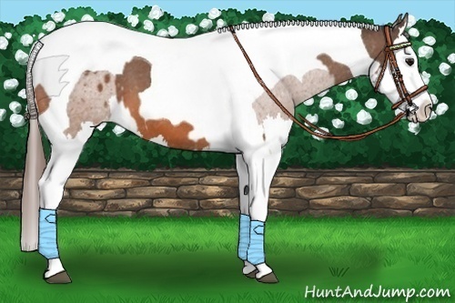 Horse Color:Bay Splash Tobiano Appaloosa  and Bay Splash Tobiano Appaloosa 