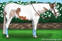 Horse Color:Bay Splash Tobiano Appaloosa  and Bay Splash Tobiano Appaloosa 