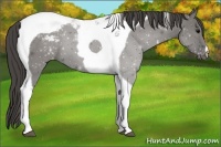 Horse Color:Grullo Tobiano Appaloosa