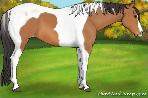 Horse Color:Bay Tobiano Varnish 