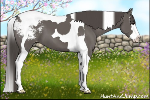 Horse Color:Grullo Splash Tobiano Appaloosa