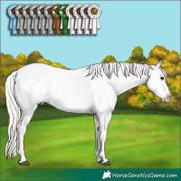 Horse Color:Silver Black Snowcap 
