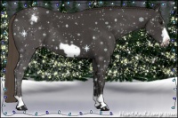 Horse Color:Smoky Black Frame Varnish 
