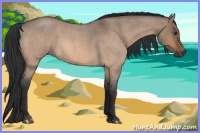 Horse Color:Bay Roan Dun 