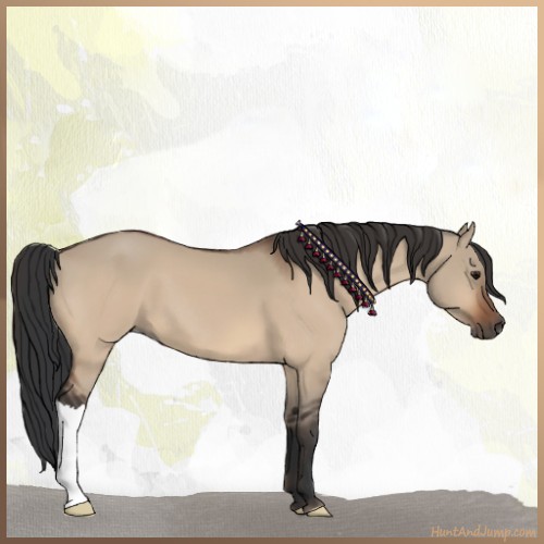 Horse Color:Bay Dun 