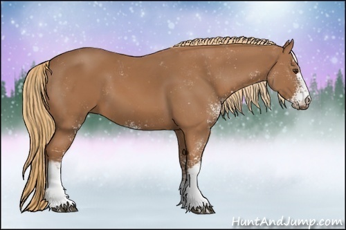 Horse Color:Chestnut Sabino 