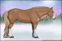 Horse Color:Chestnut Sabino 