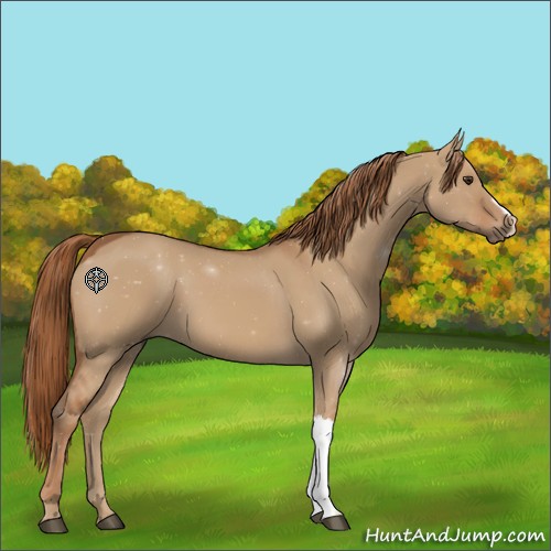 Horse Color:Red Dun 