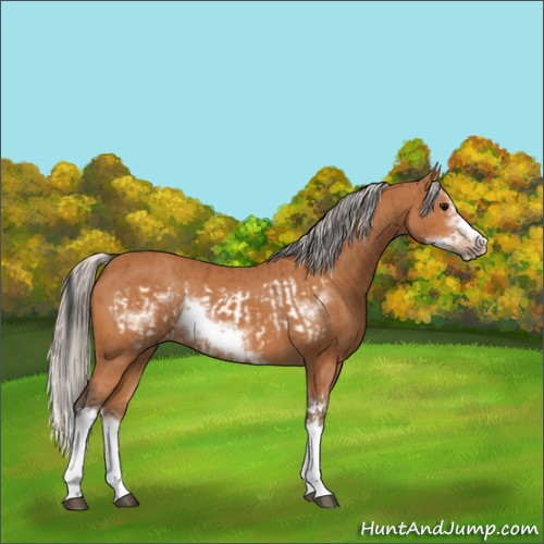 Horse Color:Bay Splash Frame  and Silver Bay Splash Frame 