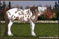 Horse Color:Liver Red Roan Tobiano Appaloosa 