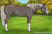 Horse Color:Silver Black Splash