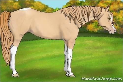 Horse Color:Gold Champagne Splash Tobiano 