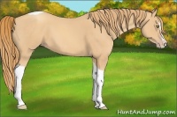 Horse Color:Gold Champagne Splash Tobiano