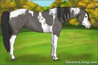 Horse Color:Grullo Splash Tobiano 