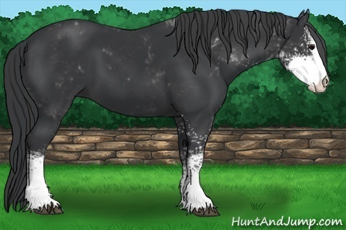 Horse Color:Black Sabino
