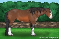 Horse Color:Bay Sabino 