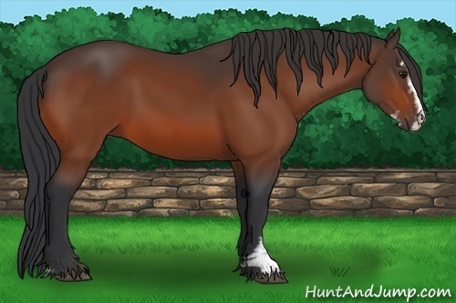 Horse Color:Bay Sabino 