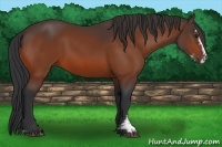Horse Color:Bay Sabino