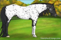 Horse Color:Black Appaloosa 