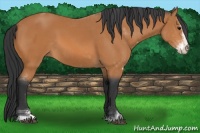 Horse Color:Bay Sabino 