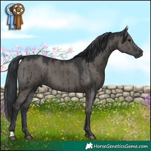 Horse Color:Grullo Brindle 