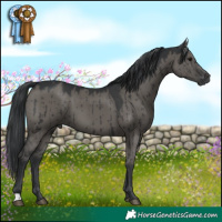 Horse Color:Grullo Brindle 