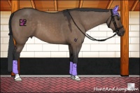 Horse Color:Brown Dun 