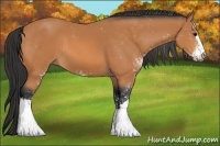 Horse Color:Bay Sabino 