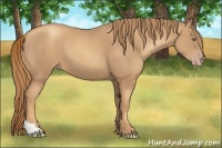 Horse Color:Gold Champagne Tobiano