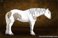 Horse Color:Gold Champagne Ice Splash Tobiano
